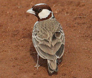 Harlekinlerche, 1,0 (Eremopterix signata), Chestnut-Headed Sparrow Lark